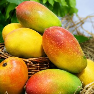 Suvarna Rekha Mango Plant (Grafted) – Premium Early Season Fiberless Mango Variety
