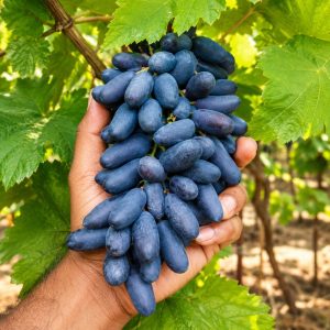 Honey Sweet Akademik Grape Plant – Premium Grafted Imported Grape Variety