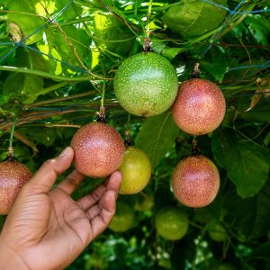 Passion Fruit Plant – Premium Fruiting Vine Sweet & Aromatic Tropical Variety