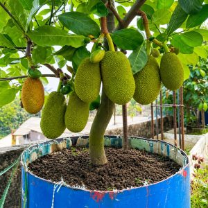 Vietnam Super Early Jackfruit Plant – Mature Plants Multi Branches