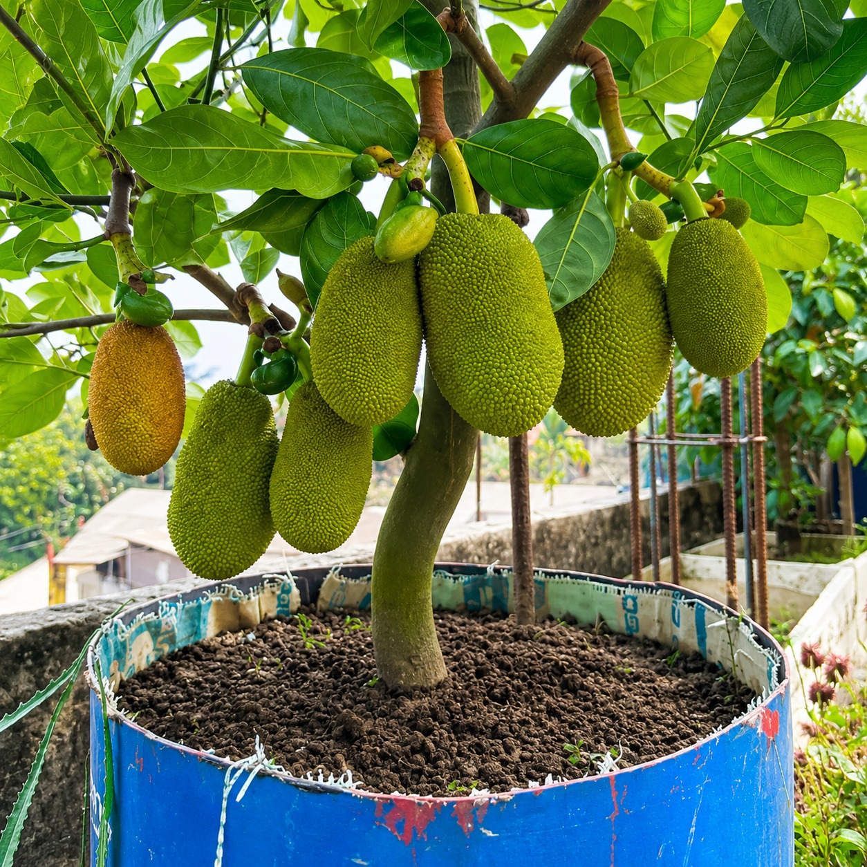 Vietnam Super Early Jackfruit Plant – Mature Plants Multi Branches