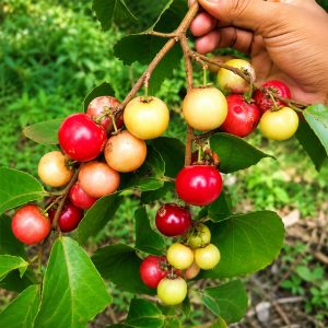 Sweet Lubi Plant (Lubikka / Lovi-Lovi Fruit) – Premium Grafted Exotic Berry Fruit Plant