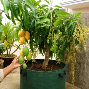 Thai All Time Mango Plant – Premium Grafted Baramasi Sweet Mango Variety