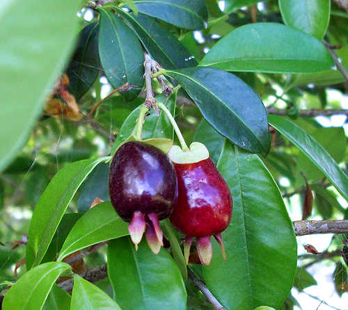 Cherry of the Rio Grande Plant – Premium Exotic Cherry Fruit Plant