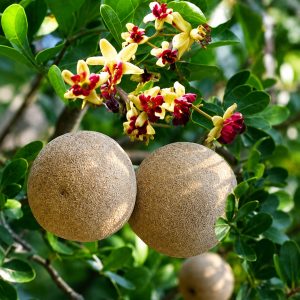 Thai Wood Apple Plant (Baramasi Kodbel) – Premium Grafted Sweet Wood Apple Variety