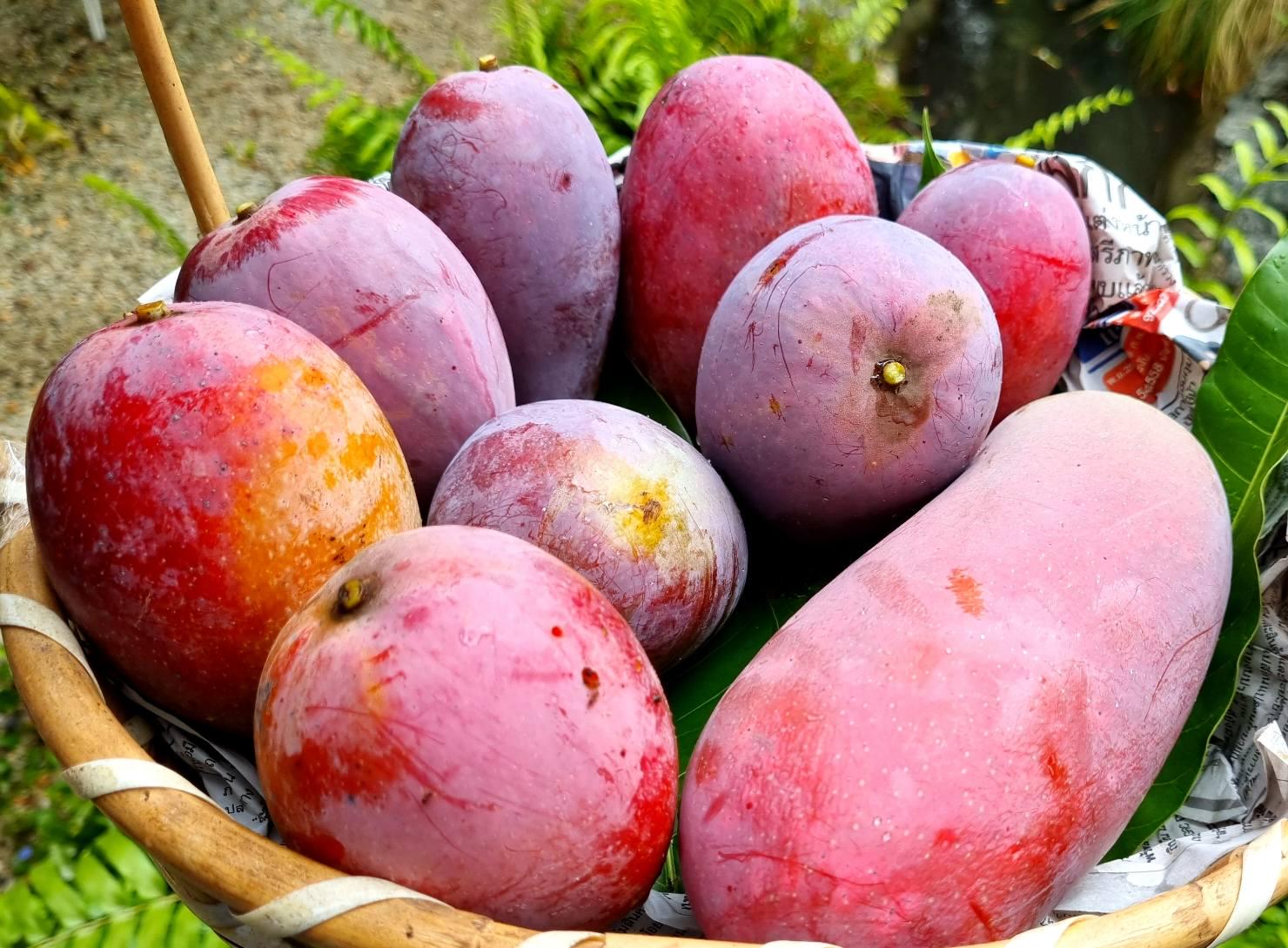 Hong Siang Red Dragon All Time Mango Plant – Premium Grafted Taiwan Red Mango Variety