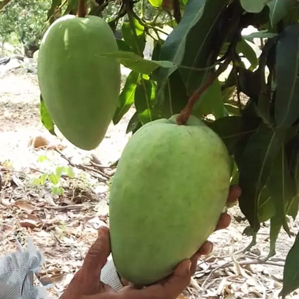 Noorjahan Mango Plant – Premium Grafted Giant Size Honey Sweet Mango Variety