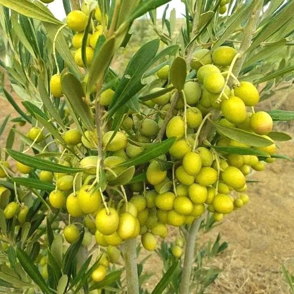 Olive Plant (Olea europaea) – Premium Grafted Imported Olive Fruit Tree