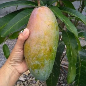 Qjai Mango Plant – Premium Grafted Giant Thai Sweet Mango Variety