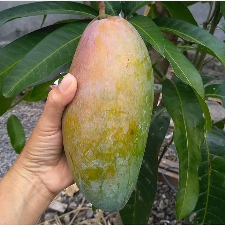 Qjai Mango Plant – Premium Grafted Giant Thai Sweet Mango Variety