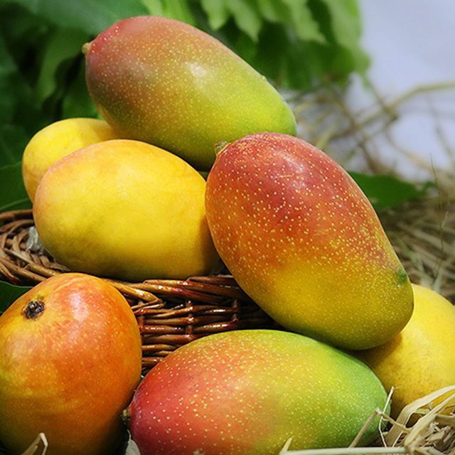 Suvarna Rekha Mango Plant (Grafted) – Premium Early Season Fiberless Mango Variety