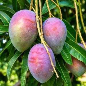 Pusa Arunima Mango Plant | Red Peel Fibreless Mango | IARI Hybrid Mango