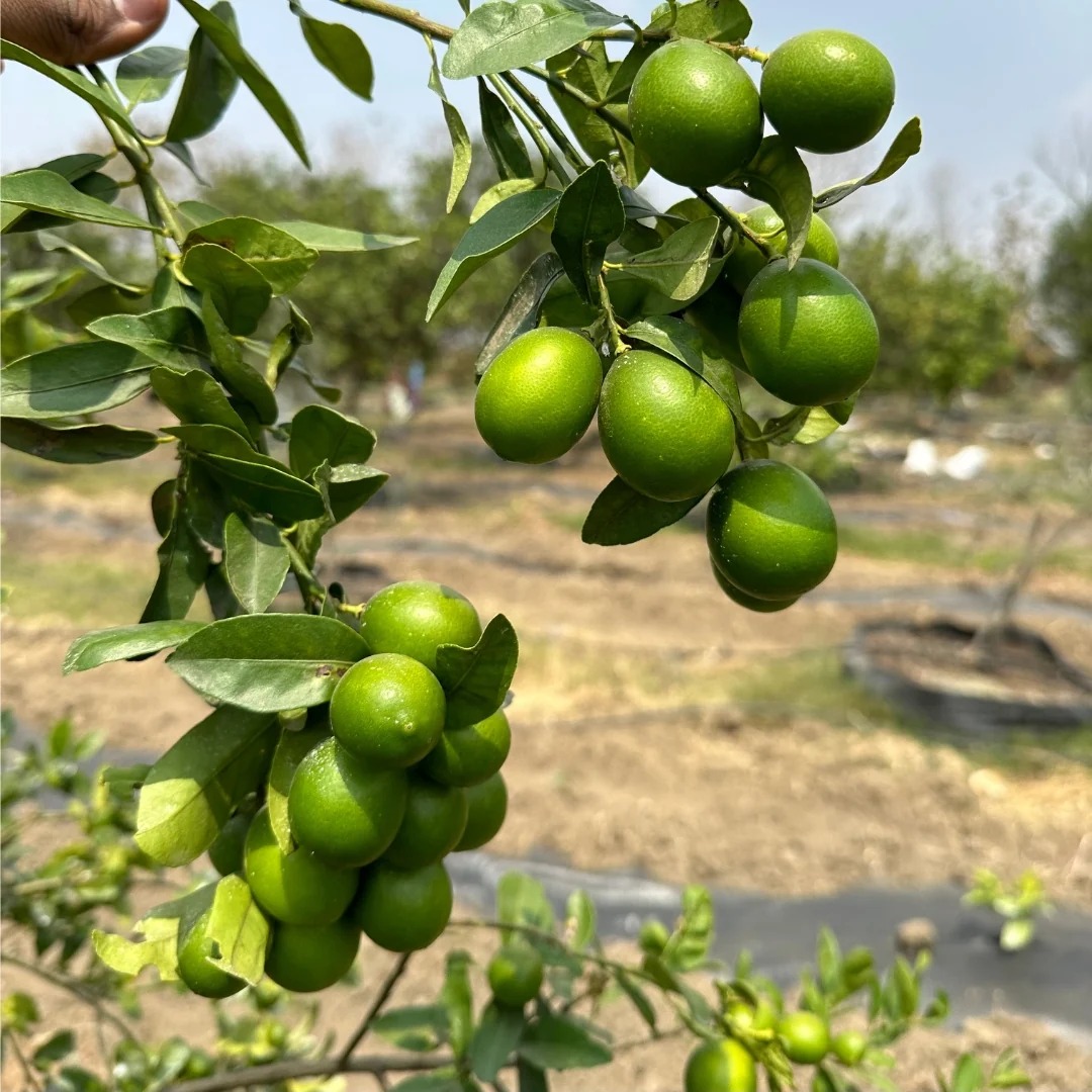 Kumbhkat Lemon Plant | Pakisatni Baramasi Lemon | High-Yielding Grafted Lemon Plant