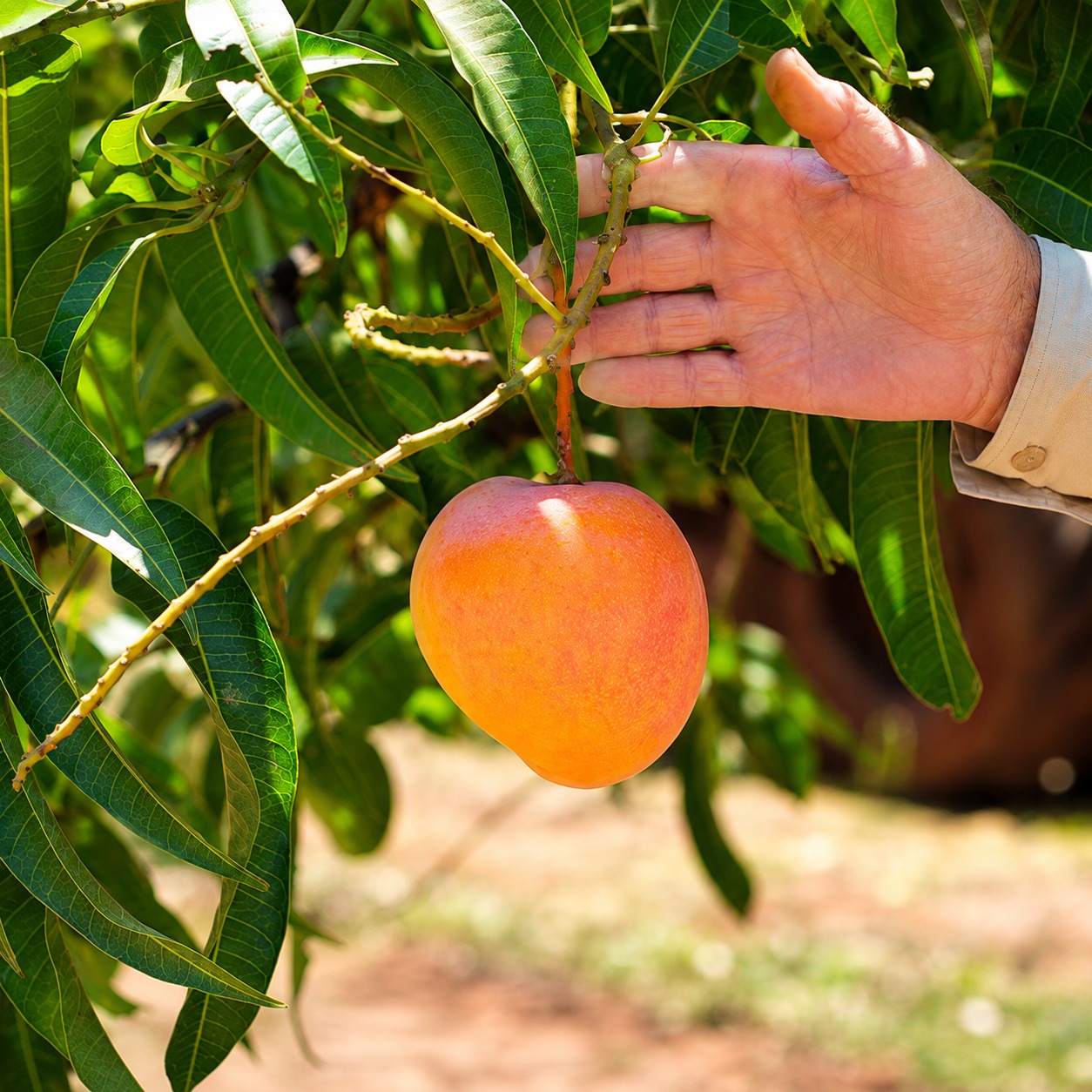 Lady Jane Mango Plant | Australian Red Blush Mango | Fibreless Sweet Mango