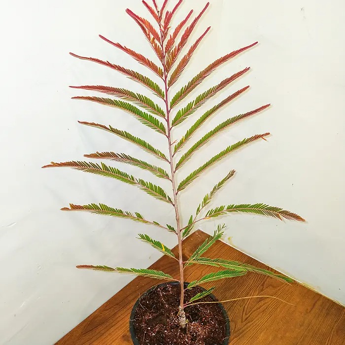 Red Amla Plant 100% Fruiting Guarantee | Rare Red Fruit | Grafted Amla Plant