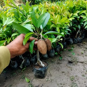 MRK Terrace Heavy Fruiting Chikoo Plant (Plant Size Samll) | High Fruiting & Low Maintenance Chikoo