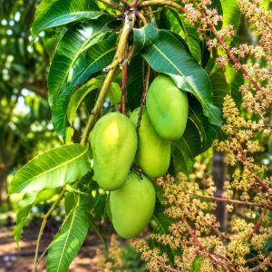 Four Seasons Mango Plant | Xoài Tứ Quý | Multi-Season Fruiting | Terrace Garden Special