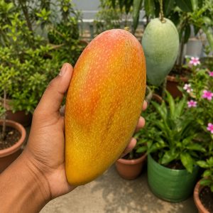 Honeydew Mango Plant (Grafted) | Premium Ultra Sweet Fiberless Mango | Early Fruiting Fruit Plant