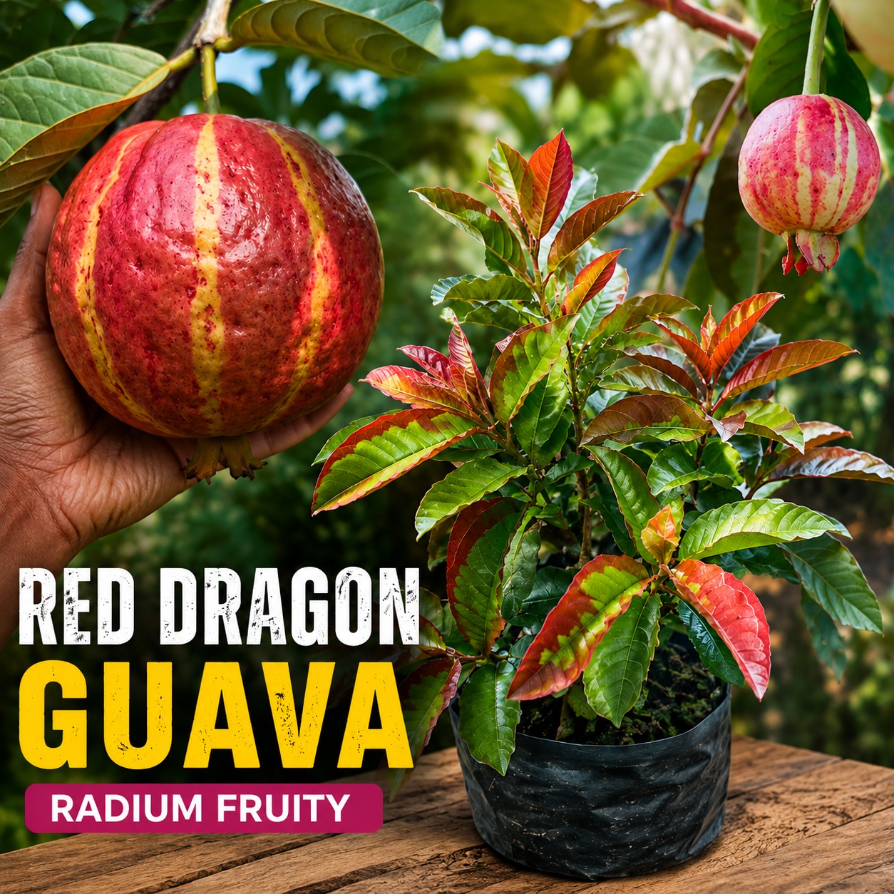 Red Dragon Guava Plant | Red Sweet Hybrid Guava | High-Quality Fruit Plant