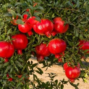 Anar | Sinduri Bhagwa Anar Plant (1.5- Feet Height) | Grafted Pomegranate Plant | Large Red Fruits
