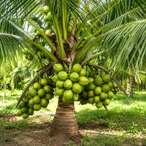 Gangabardhan Coconut Plant | Fast Fruiting in 4–5 Years | Early Fruiting & Sweet Tender Coconut