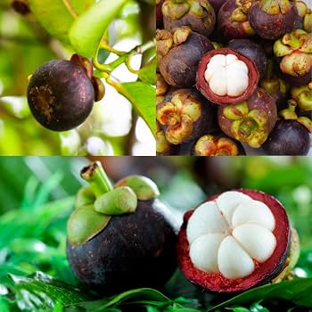 Mangosteen Grafted Plant | Garcinia mangostana | Queen of Fruits | Premium Tropical Fruit Plant