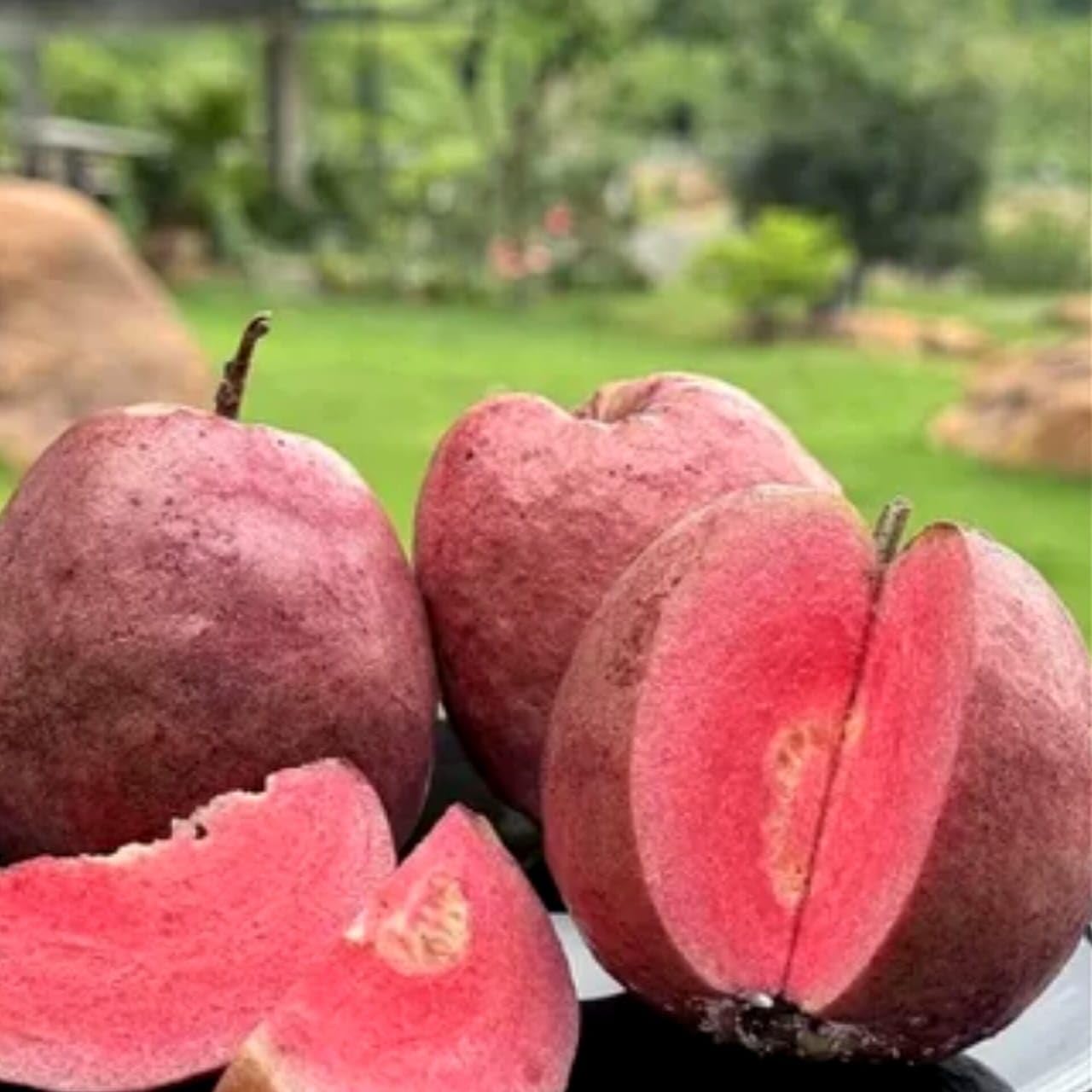 Black Diamond Guava Plant (Grafted) | Premium Exotic Pink Flesh Guava | Early Fruiting Fruit Plant