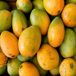 Owais / Awais Mango Plant 3-feet | Fiberless & Sweet | Terrace Garden Special