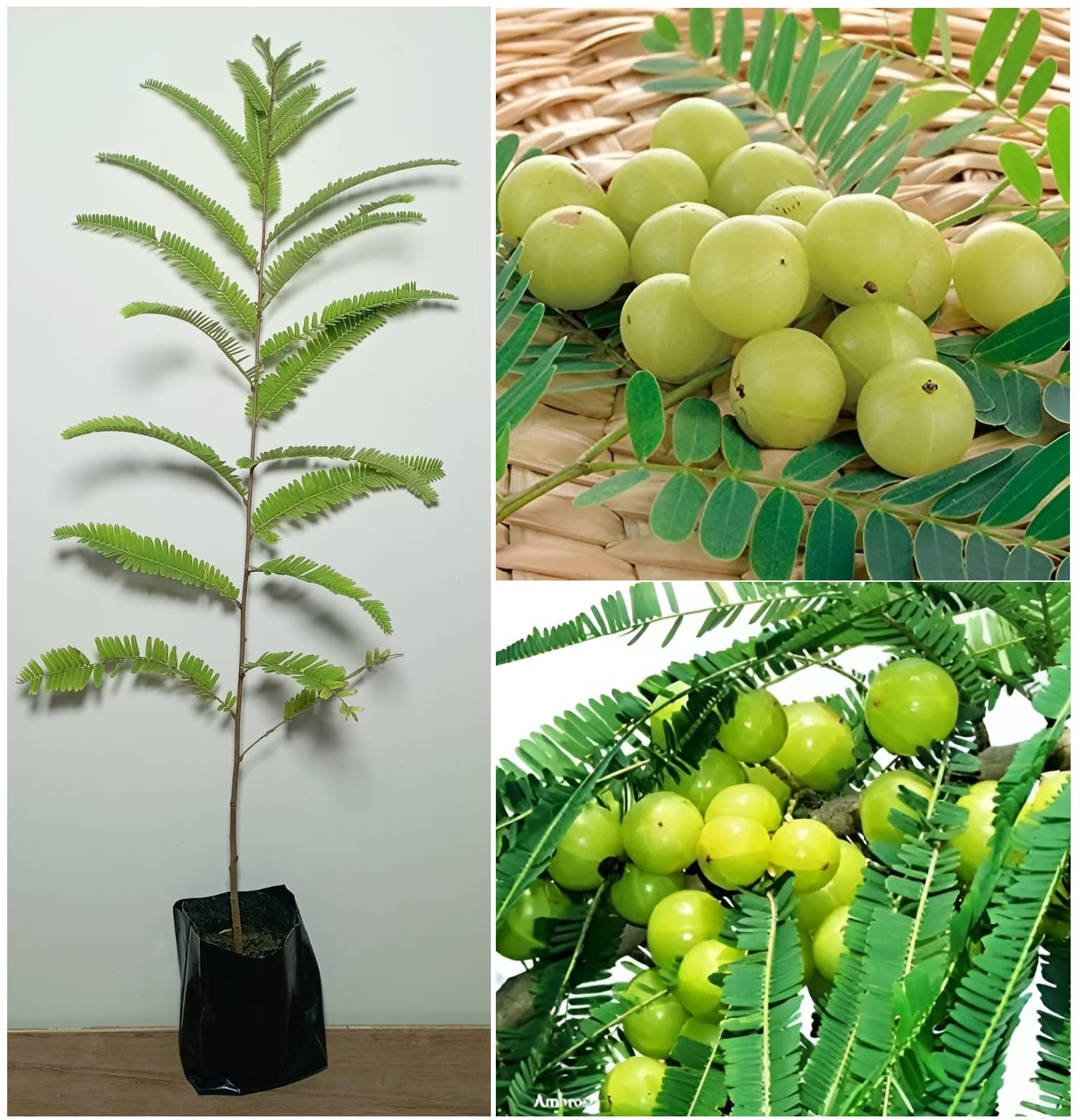 Green Amla Plant 100% Fruiting Guarantee | Grafted Amla Plant