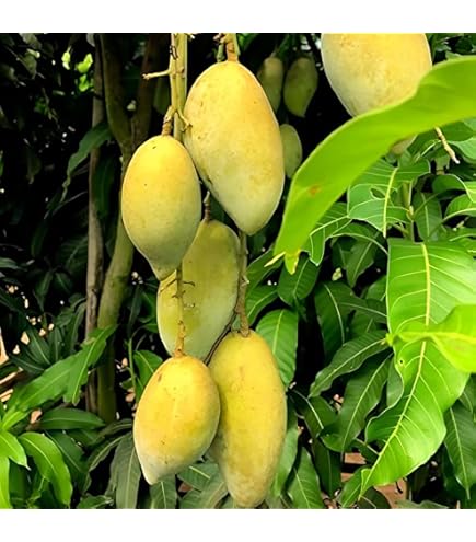 Carabao Mango Plant (MMSU Gold) Mango | Ultra Sweet Heavy Yield Variety