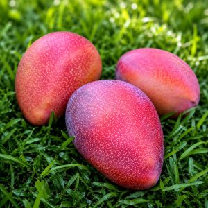 Jin De Long Mango Plant | Taiwan Sweet Mango | Exotic Grafted Mango