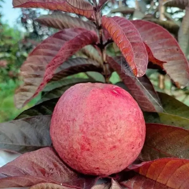 Black Diamond Guava Plant (Grafted) | Premium Exotic Pink Flesh Guava | Early Fruiting Fruit Plant