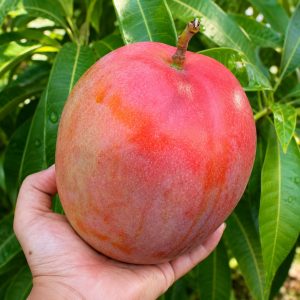 R2E2 Mango Plant | Australian Jumbo Red Mango | Large Fibreless Fruit