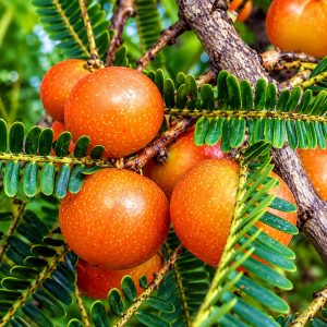 Red Amla Plant 100% Fruiting Guarantee | Rare Red Fruit | Grafted Amla Plant