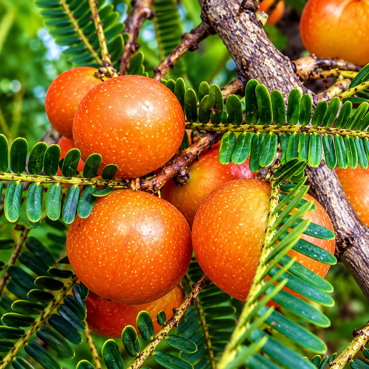 Red Amla Plant 100% Fruiting Guarantee | Rare Red Fruit | Grafted Amla Plant