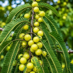 Green Amla Plant 100% Fruiting Guarantee | Grafted Amla Plant