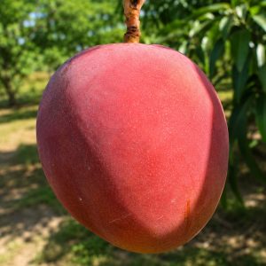 Crimson Bride Luxury Mango Plant | Crimson Pride Mango | Egyptian Premium Mango | Terrace Garden Special