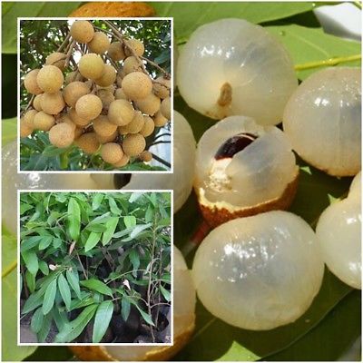 Kohala Longan Plant | Premium Sweet Longan | Grafted Fruit Plant