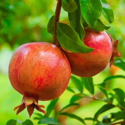 Anar | Granada Pomegranate Plant (1.5- Feet Height) | Grafted Anar Plant | High-Yielding Fruit Variety