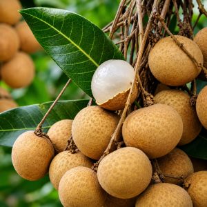 Longan Vietnam Saigon Longan Plant | Jumbo Sweet Longan | Grafted Fruit Plant