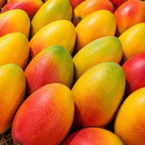 Queen Mango Plant | Premium Queen Mango Variety | Terrace Garden Special
