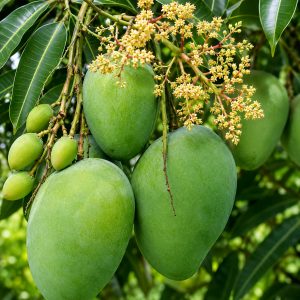 Kanon Bhog All Time Mango Big Size Plant | Kanan Bhog 12 Masi Mango | Grafted Mango Plant