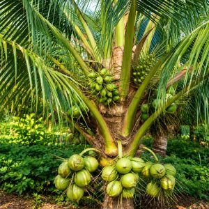 Coconut Original Vietnam Coconut Plant | Fast Fruiting in 4–5 Years | Dwarf Sweet Tender Coconut