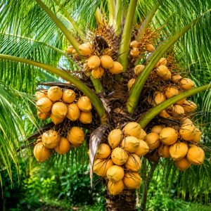 Coconut Kerala Coconut Plant | Fruit Bearing Within 5-6 Years