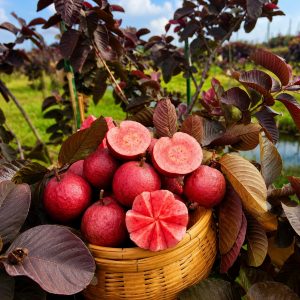 Black Diamond Guava Plant (Grafted) | Premium Exotic Pink Flesh Guava | Early Fruiting Fruit Plant