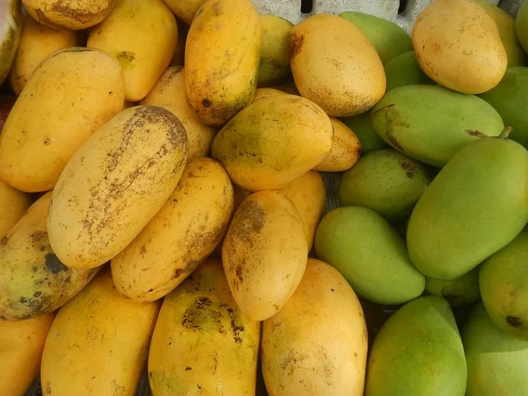 Carabao Mango Plant Sweet Elena  (Grafted) | Premium Philippine  | Ultra Sweet Fiberless Mango