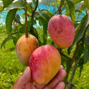 Arka Neelachal Kesari Mango Plant | Extra Early Mango | Gulabkhas Selection | Grafted Mango Plant