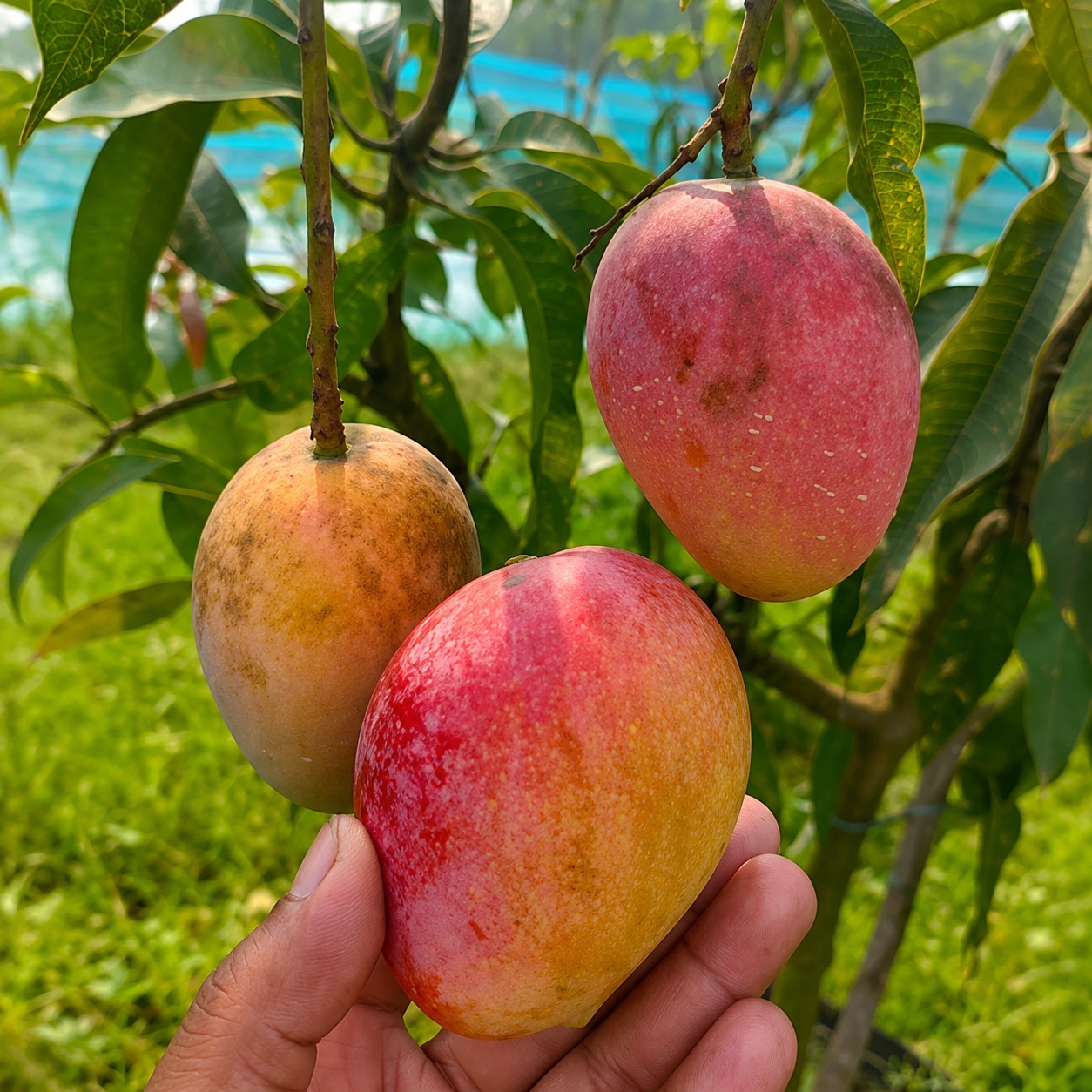 Arka Neelachal Kesari Mango Plant | Extra Early Mango | Gulabkhas Selection | Grafted Mango Plant