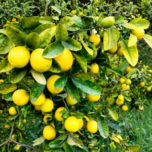 Kumbhkat Lemon Plant | Pakisatni Baramasi Lemon | High-Yielding Grafted Lemon Plant