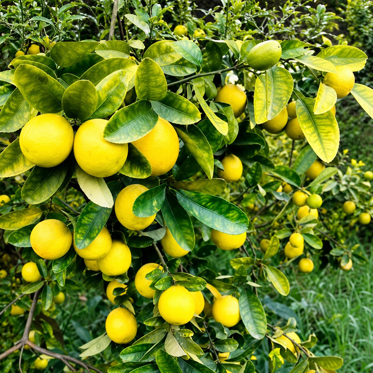 Kumbhkat Lemon Plant | Pakisatni Baramasi Lemon | High-Yielding Grafted Lemon Plant